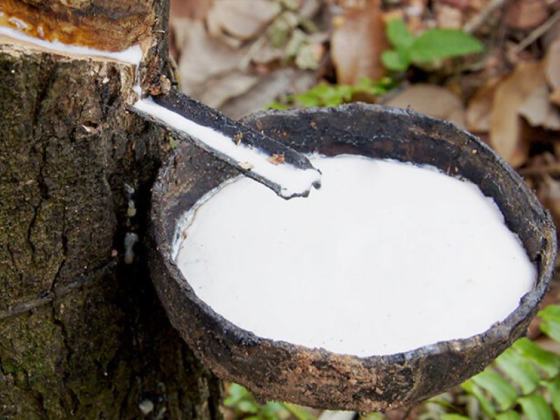 Árbol del hule para látex 100% natural